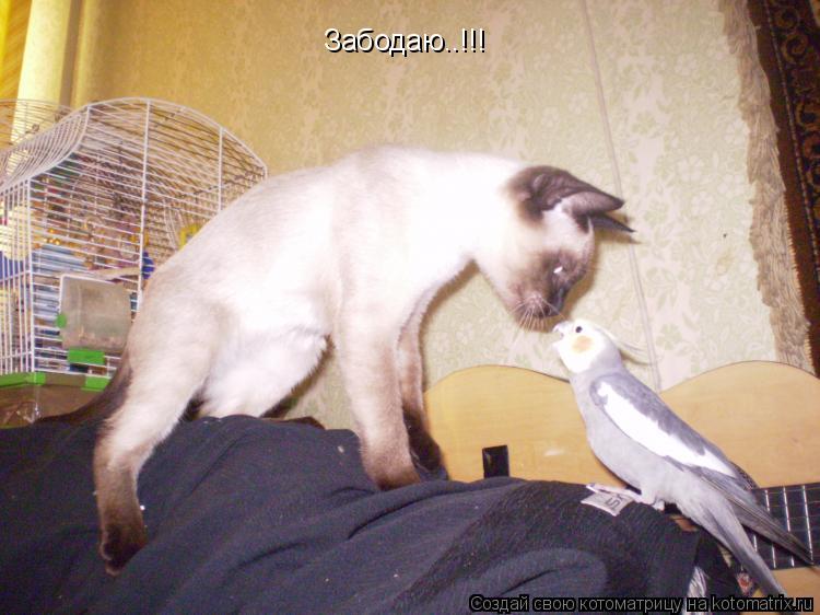 Котоматрица: Забодаю..!!!