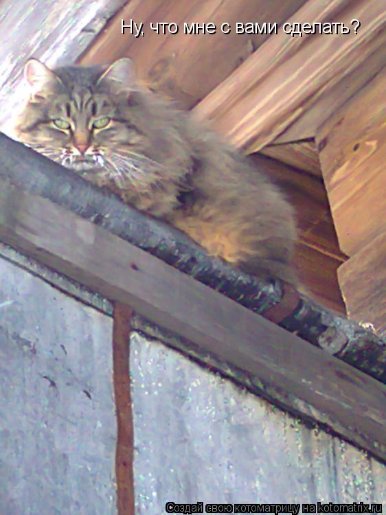 Котоматрица: Ну, что мне с вами сделать?