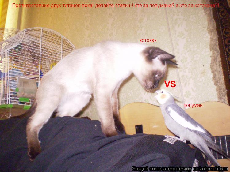 Котоматрица: Противостояние двух титанов века! делайте ставки!! кто за попумана? а кто за котокана?! котокан попуман vs