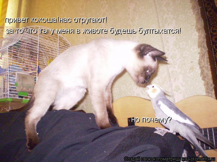 Котоматрица: привет кокоша!нас отругают! но почему? за то что ты у меня в животе будешь бултыхатся!