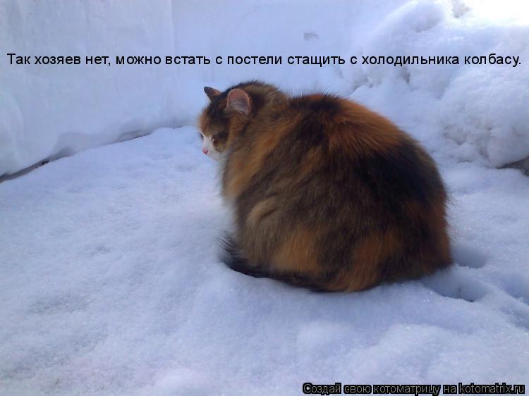 Котоматрица: Так хозяев нет, можно встать с постели стащить с холодильника колбасу.