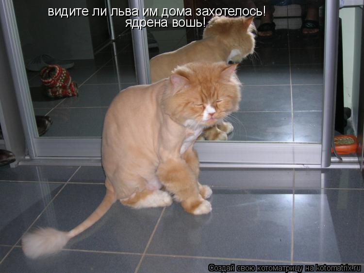 видите ли льва им дома захотелось! ядрена вошь!... Котоматрица: видите ли льва им дома захотелось! ядрена вошь!