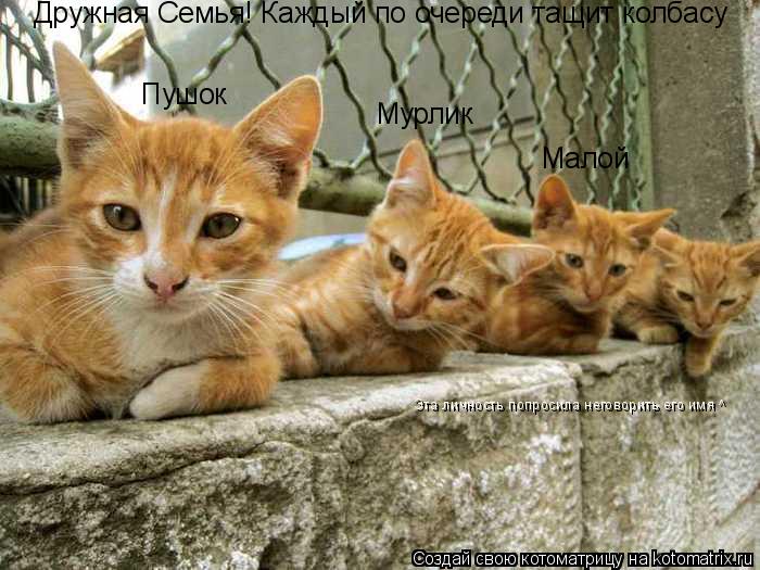 Дружная Семья! Каждый по очереди тащит колбасу Пушок Мурлик Малой Эта личность попросила неговорить е... Котоматрица: Дружная Семья! Каждый по очереди тащит колбасу Пушок Мурлик Малой Эта личность попросила неговорить его имя ^
