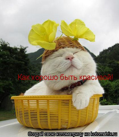 Как хорошо быть красивой!... Котоматрица: Как хорошо быть красивой!