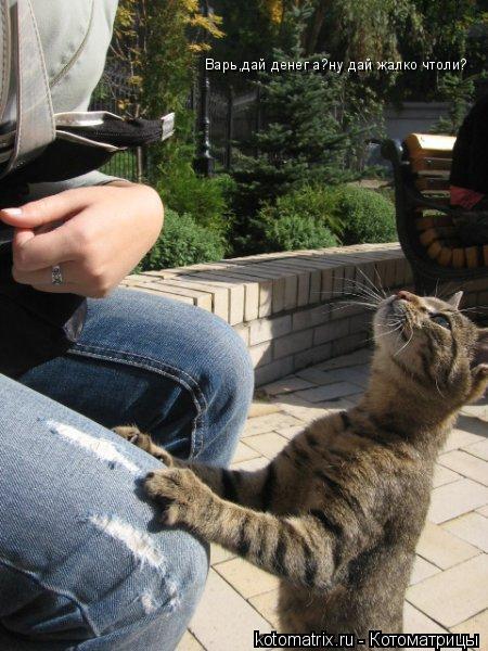 Варь,дай денег а?ну дай жалко чтоли?... Котоматрица: Варь,дай денег а?ну дай жалко чтоли?