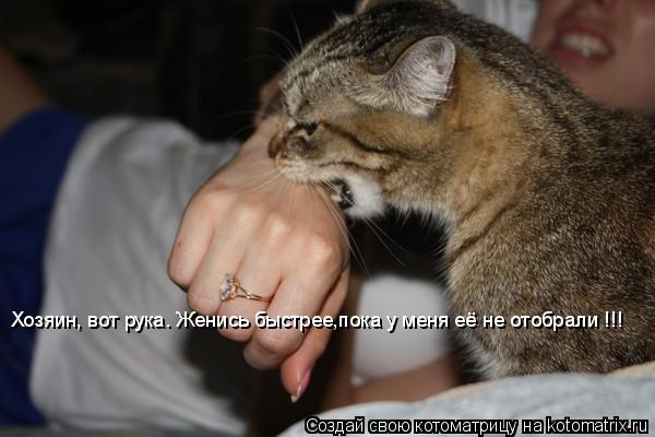 Хозяин, вот рука. Женись быстрее,пока у меня её не отобрали !!!... Котоматрица: Хозяин, вот рука. Женись быстрее,пока у меня её не отобрали !!!