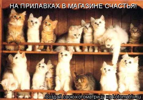 НА ПРИЛАВКАХ В МАГАЗИНЕ СЧАСТЬЯ!... Котоматрица: НА ПРИЛАВКАХ В МАГАЗИНЕ СЧАСТЬЯ!