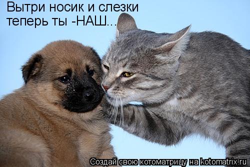 Котоматрица: Вытри носик и слезки  теперь ты -НАШ...