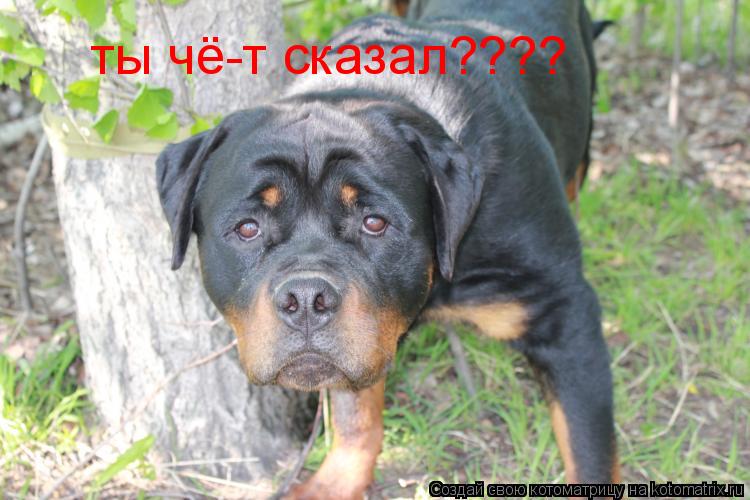 ты чё-т сказал????... Котоматрица: ты чё-т сказал????