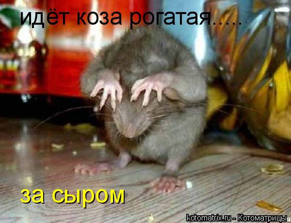 идёт коза рогатая..... за сыром... Котоматрица: идёт коза рогатая..... за сыром