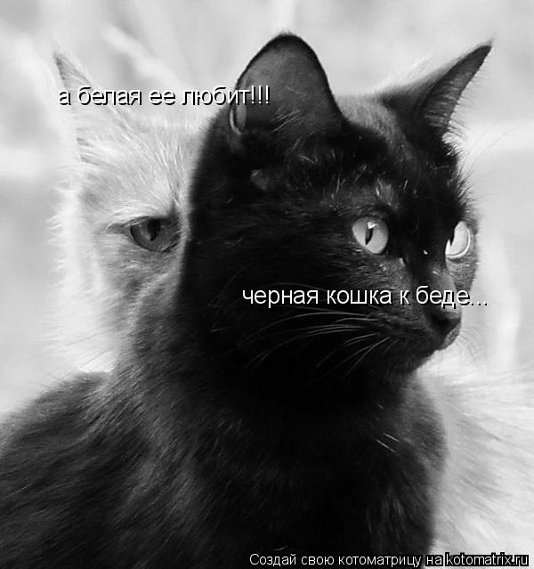 черная кошка к беде... а белая ее любит!!!... Котоматрица: черная кошка к беде... а белая ее любит!!!