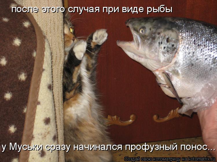 после этого случая при виде рыбы у Муськи сразу начинался профузный понос...... Котоматрица: после этого случая при виде рыбы у Муськи сразу начинался профузный понос...