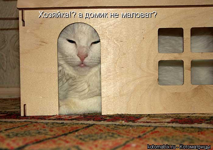 Хозяйка!? а домик не маловат?... Котоматрица: Хозяйка!? а домик не маловат?