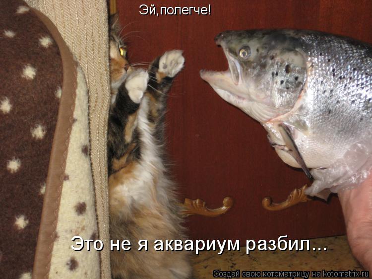 Эй,полегче! Это не я аквариум разбил...... Котоматрица: Эй,полегче! Это не я аквариум разбил...