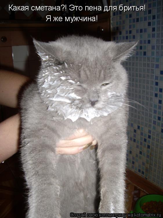 Какая сметана?! Это пена для бритья! Я же мужчина!... Котоматрица: Какая сметана?! Это пена для бритья! Я же мужчина!