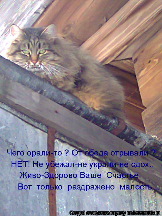 Чего орали-то ? От обеда отрывали ? НЕТ! Не убежал-не украли-не сдох.. Живо-Здорово Ваше Счастье Вот... Котоматрица: Чего орали-то ? От обеда отрывали ? НЕТ! Не убежал-не украли-не сдох.. Живо-Здорово Ваше Счастье Вот только раздражено малость...