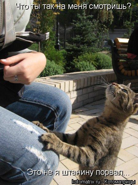 Что ты так на меня смотришь? Это не я штанину порвал...... Котоматрица: Что ты так на меня смотришь? Это не я штанину порвал...