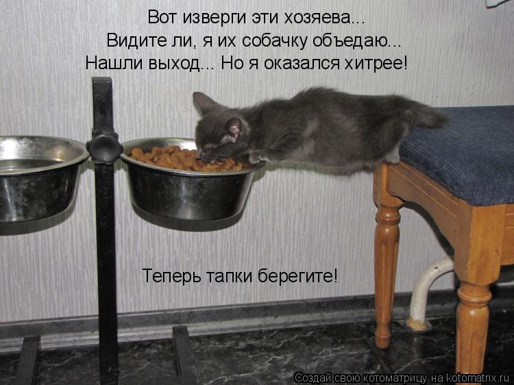 Котоматрица: Вот изверги эти хозяева... Видите ли, я их собачку объедаю... Теперь тапки берегите! Нашли выход... Но я оказался хитрее!