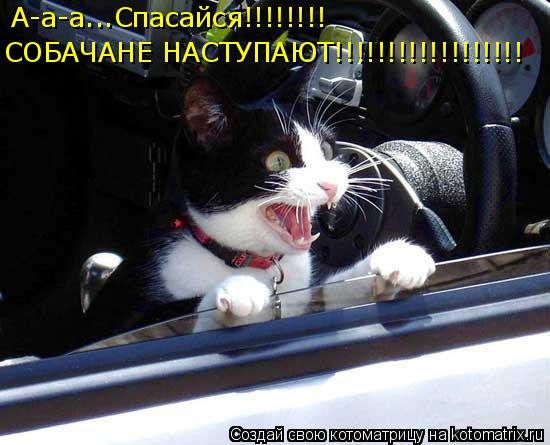 Котоматрица: А-а-а...Спасайся!!!!!!!! СОБАЧАНЕ НАСТУПАЮТ!!!!!!!!!!!!!!!!!!