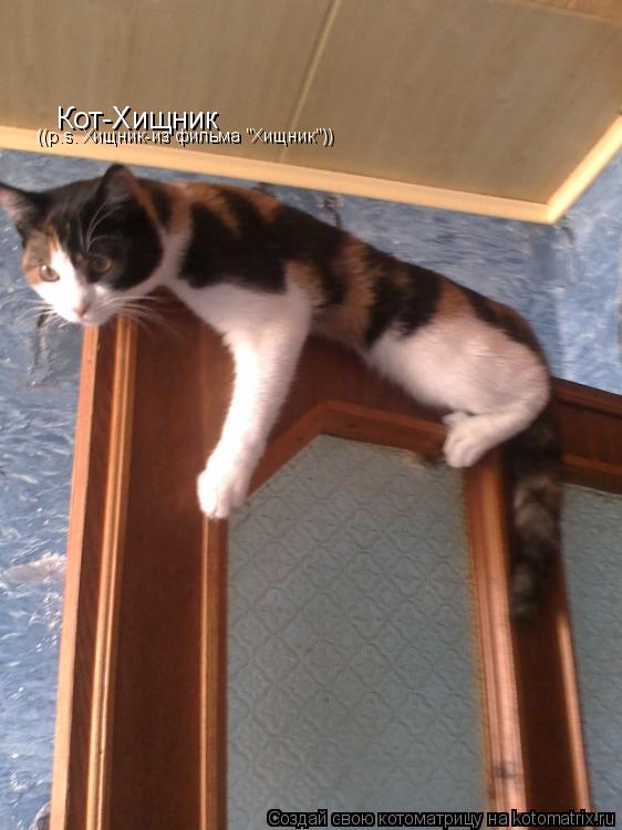 Кот-Хищник ((p.s. Хищник-из фильма "Хищник"))... Котоматрица: Кот-Хищник ((p.s. Хищник-из фильма "Хищник"))