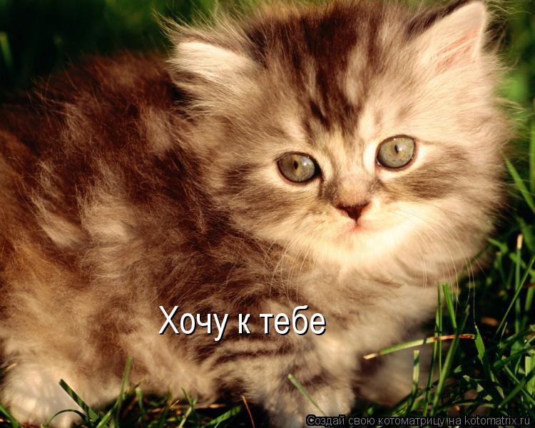 Котоматрица: Хочу к тебе