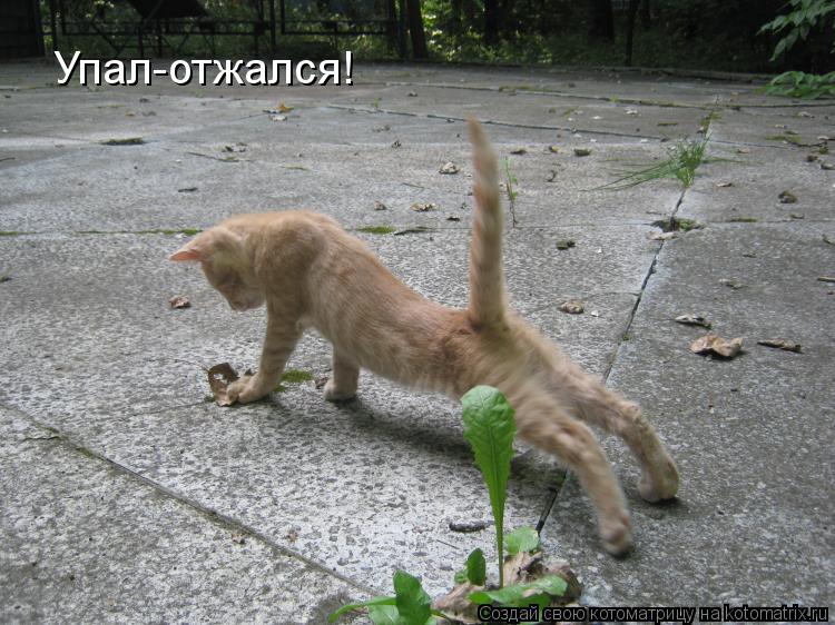 Котоматрица: Упал-отжался!