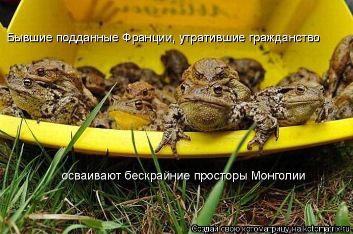 Котоматрица: Бывшие подданные Франции, утратившие гражданство осваивают бескрайние просторы Монголии