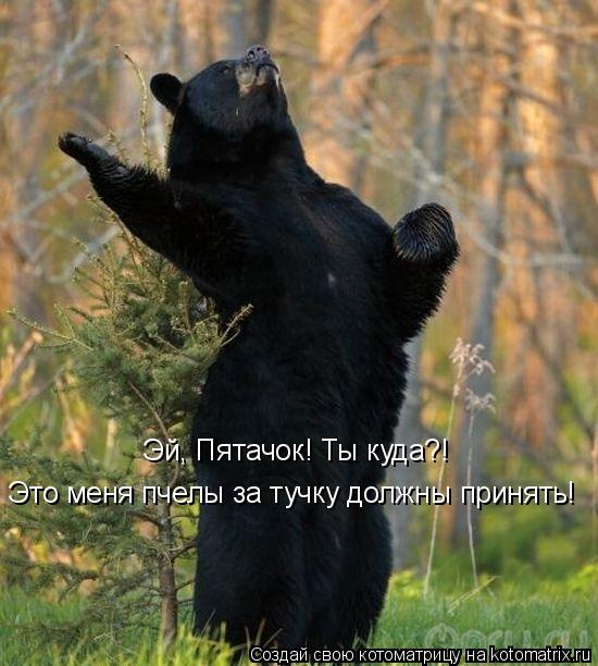 Котоматрица: Эй, Пятачок! Ты куда?!  Это меня пчелы за тучку должны принять!