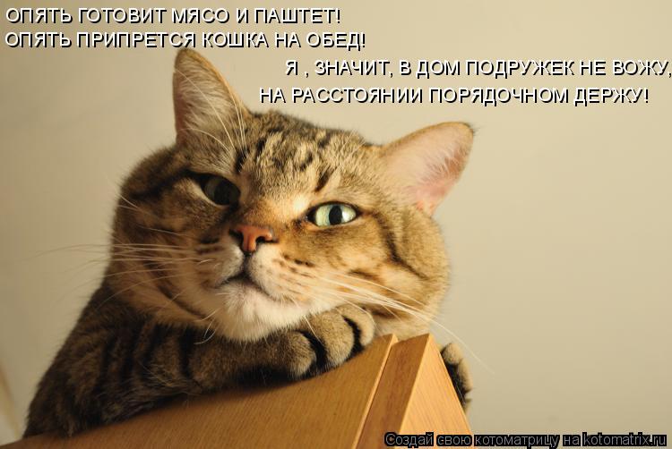 Котоматрица: ОПЯТЬ ГОТОВИТ МЯСО И ПАШТЕТ! ОПЯТЬ ПРИПРЕТСЯ КОШКА НА ОБЕД! Я , ЗНАЧИТ, В ДОМ ПОДРУЖЕК НЕ ВОЖУ, НА РАССТОЯНИИ ПОРЯДОЧНОМ ДЕРЖУ!