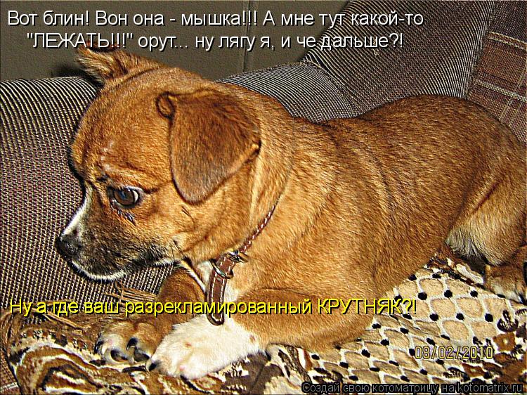 Котоматрица: Вот блин! Вон она - мышка!!! А мне тут какой-то "ЛЕЖАТЬ!!!" орут... ну лягу я, и че дальше?! Ну а где ваш разрекламированный КРУТНЯК?! Ну а где ваш ра