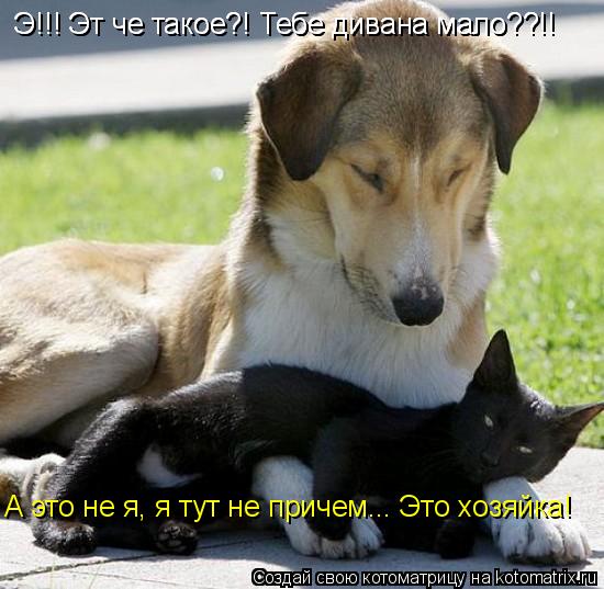 Котоматрица: Э!!! Эт че такое?! Тебе дивана мало??!! Э!!! Эт че такое?! Тебе дивана мало??!! А это не я, я тут не причем... Это хозяйка!