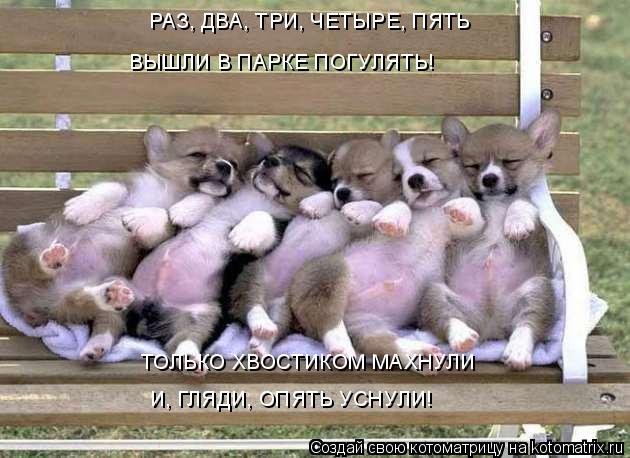 Котоматрица: РАЗ, ДВА, ТРИ, ЧЕТЫРЕ, ПЯТЬ ВЫШЛИ В ПАРКЕ ПОГУЛЯТЬ! ТОЛЬКО ХВОСТИКОМ МАХНУЛИ И, ГЛЯДИ, ОПЯТЬ УСНУЛИ!