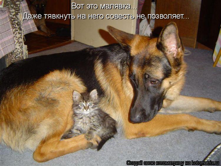 Котоматрица: Вот это малявка... Даже тявкнуть на него совесть не позволяет...