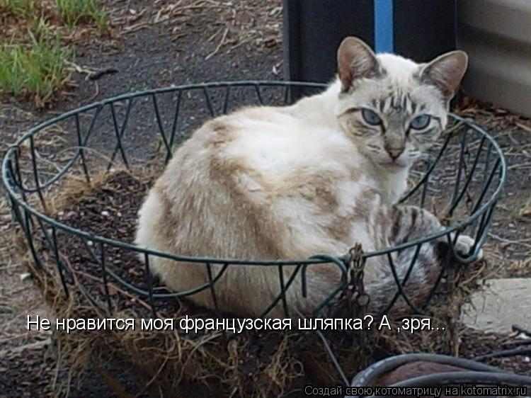 Котоматрица: Не нравится моя французская шляпка? А ,зря...