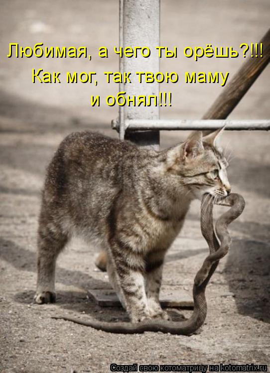 Котоматрица: Любимая, а чего ты орёшь?!!! Как мог, так твою маму  и обнял!!!