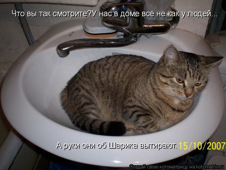Котоматрица: А руки они об Шарика вытирают. Что вы так смотрите?У нас в доме всё не как у людей...