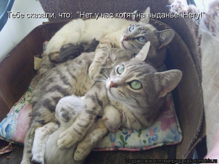 Котоматрица: Тебе сказали, что:  "Нет у нас котят на выданье! Нету!"