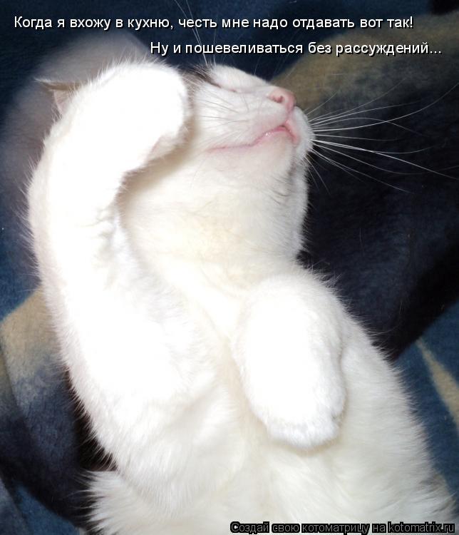 Котоматрица: Когда я вхожу в кухню, честь мне надо отдавать вот так! Ну и пошевеливаться без рассуждений...