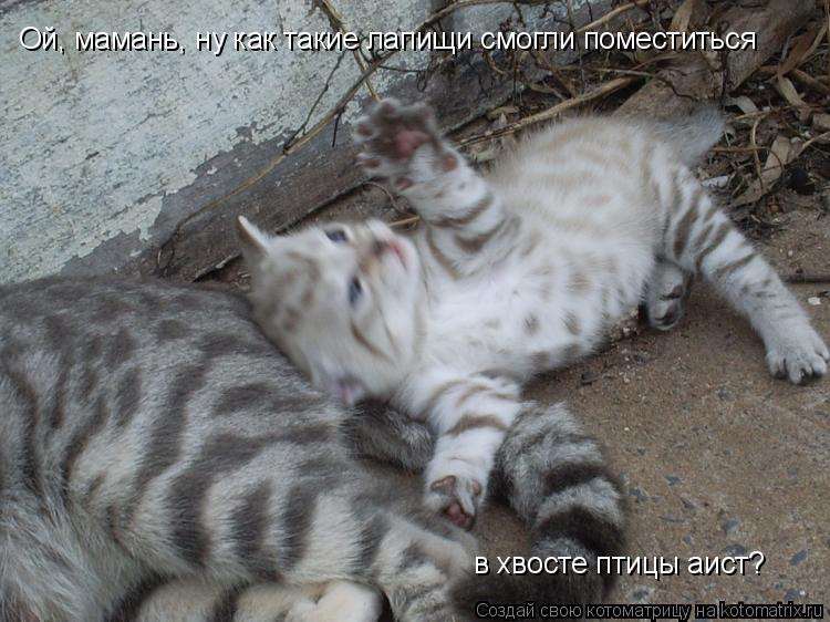 Котоматрица: Ой, мамань, ну как такие лапищи смогли поместиться  в хвосте птицы аист?