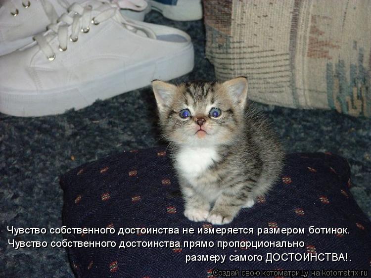 Котоматрица: Чувство собственного достоинства не измеряется размером ботинок. Чувство собственного достоинства прямо пропорционально  размеру самого