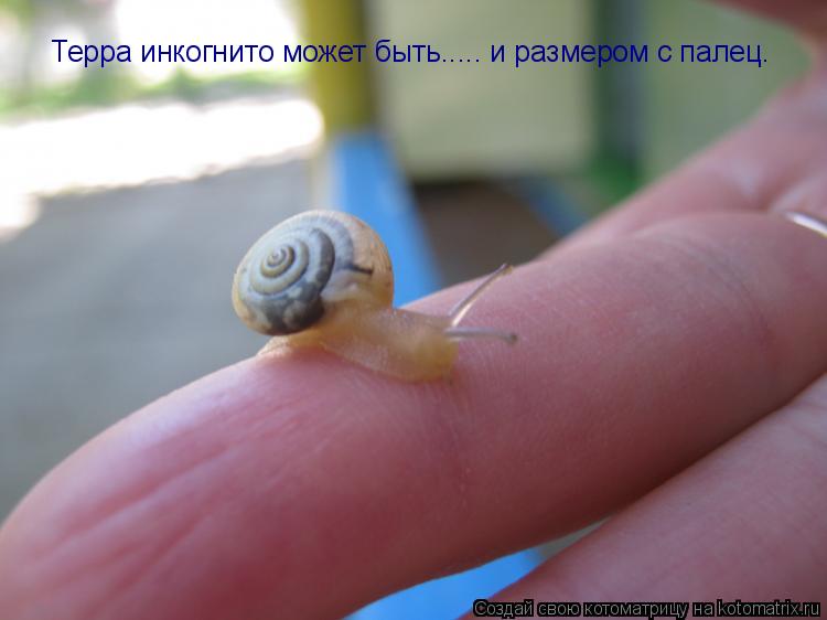 Котоматрица: Терра инкогнито может быть..... и размером с палец.