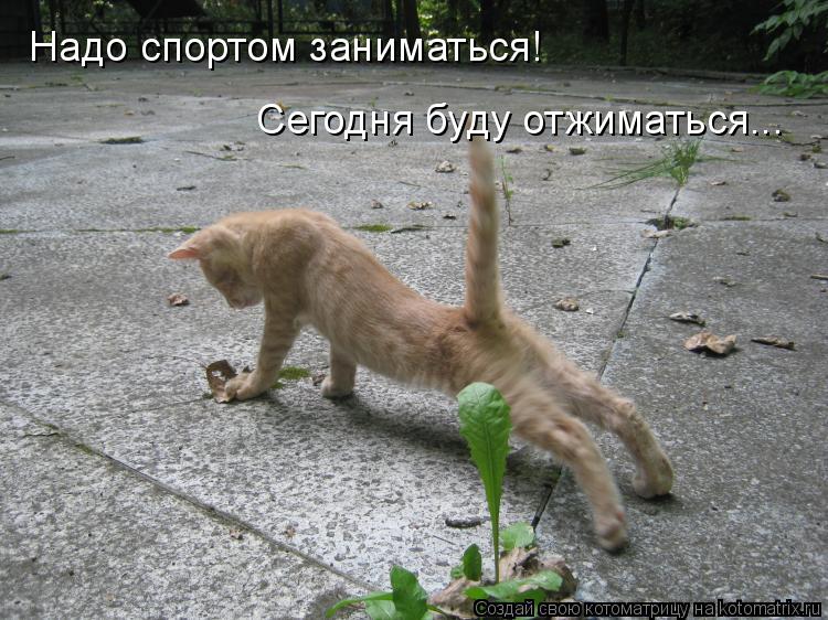 Котоматрица: Надо спортом заниматься!  Сегодня буду отжиматься...
