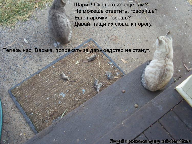 Котоматрица: Шарик! Сколько их еще там? Не можешь ответить, говоришь? Еще парочку несешь?  Давай, тащи их сюда, к порогу. Теперь нас, Васька, попрекать за да