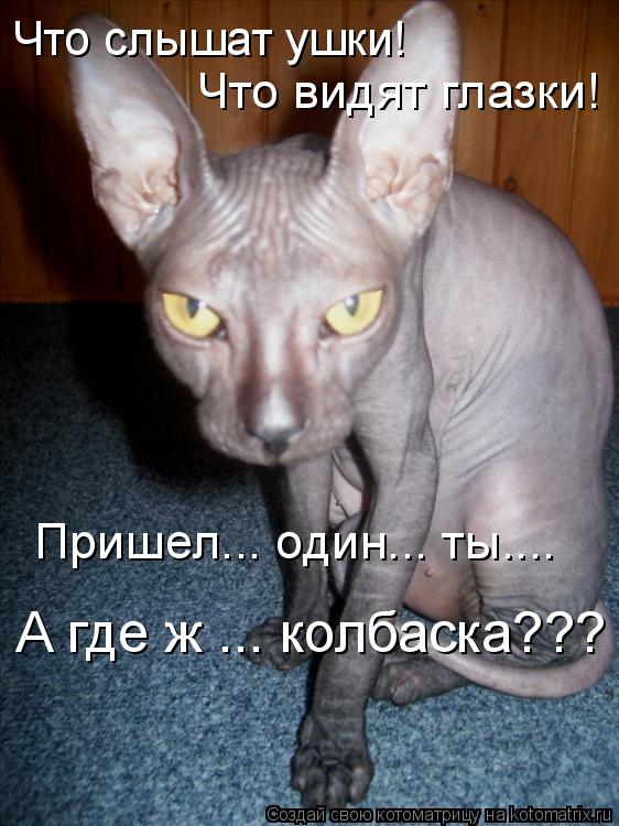 Котоматрица: Что слышат ушки! Что видят глазки! Пришел... один... ты.... А где ж ... колбаска???