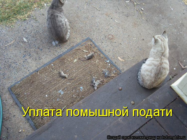 Котоматрица: Уплата помышной подати