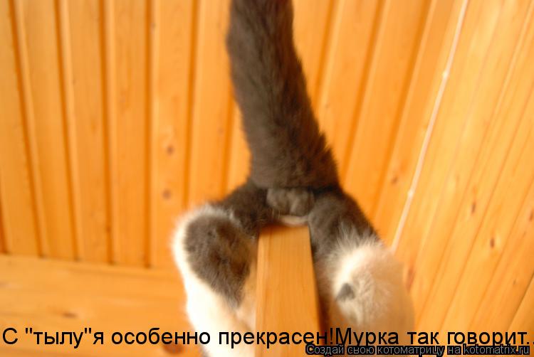 Котоматрица: С "тылу"я особенно прекрасен!Мурка так говорит...