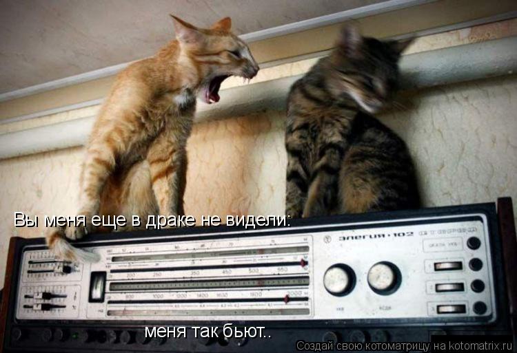 Котоматрица: Вы меня еще в драке не видели: меня так бьют..