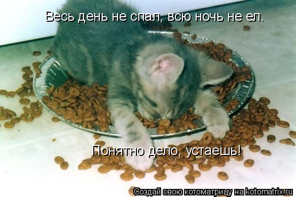 Котоматрица: Весь день не спал, всю ночь не ел. Понятно дело, устаешь!