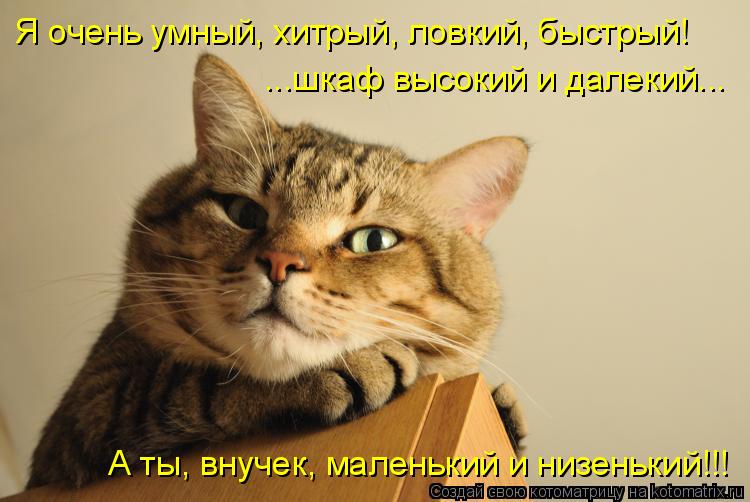 Котоматрица: Я очень умный, хитрый, ловкий, быстрый! ...шкаф высокий и далекий... А ты, внучек, маленький и низенький!!!