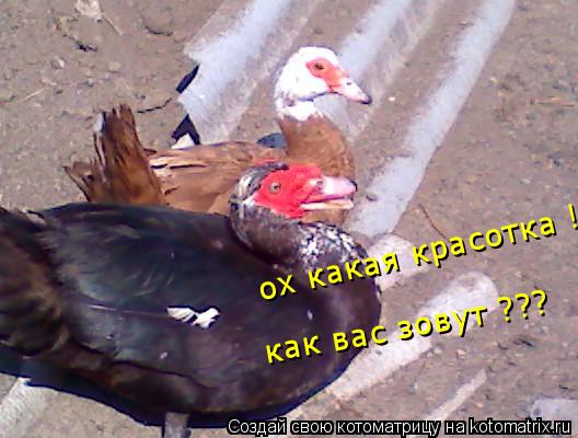 Котоматрица: ох какая красотка ! как вас зовут ???